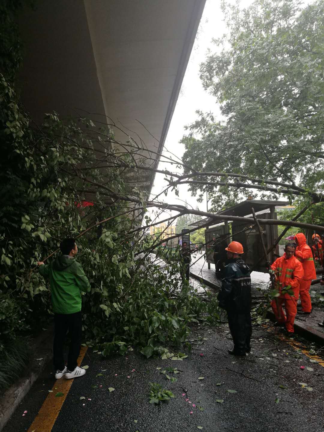 风雨中，党员协助处理倒伏树木.jpg