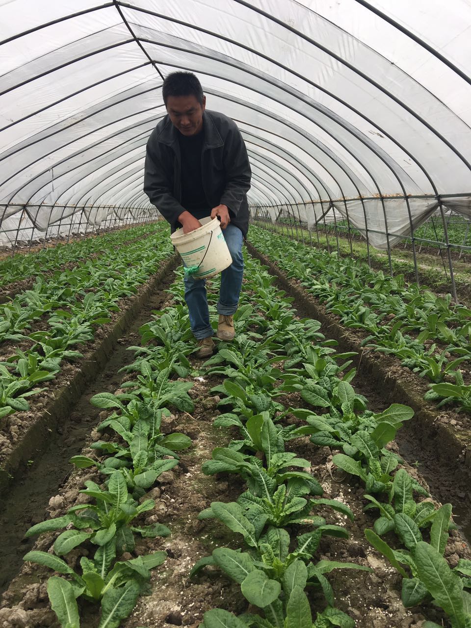 14朱良忠正在种植莴苣的大棚内施肥.JPG