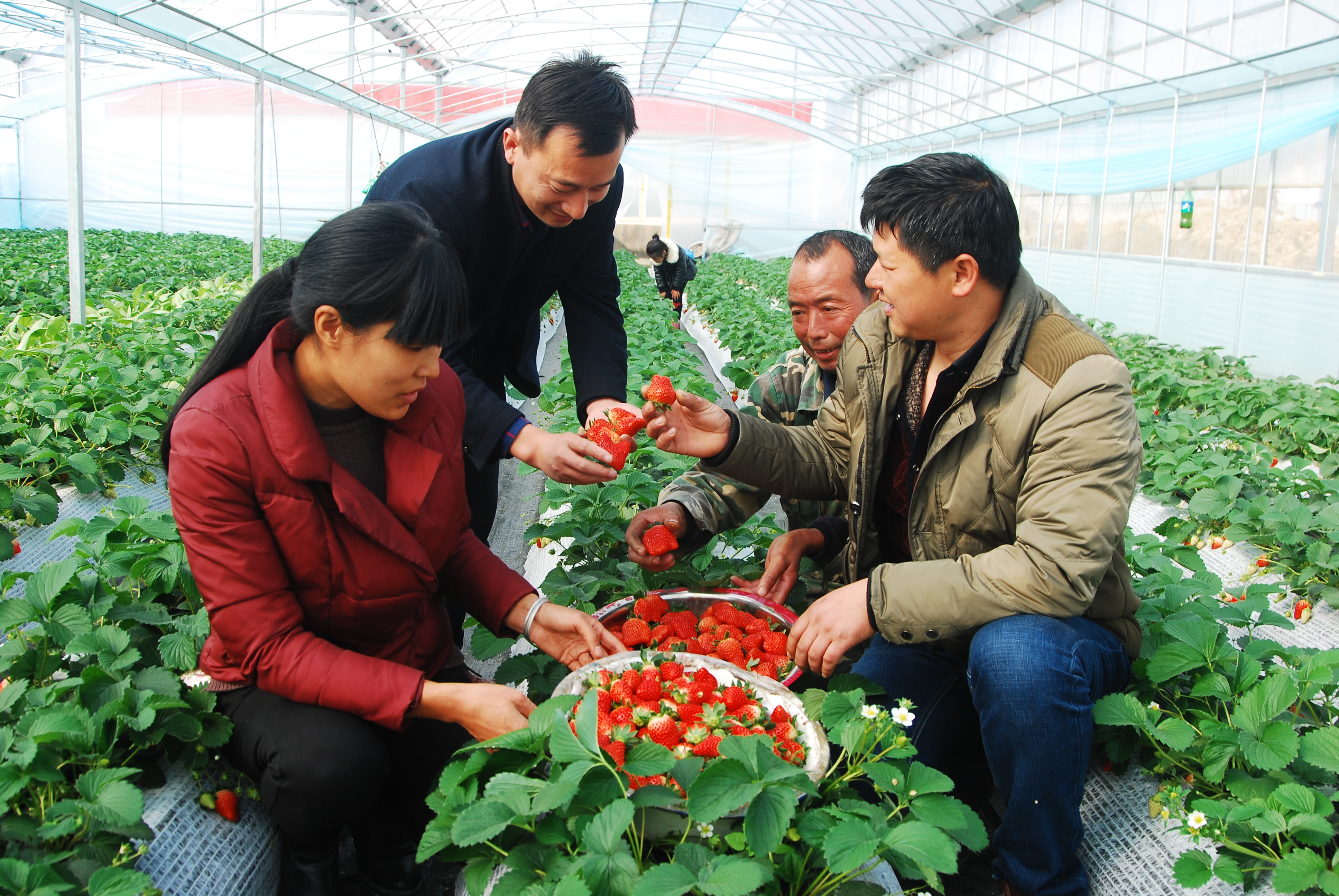 党员科技种植带头人（右一）李亦平向村民介绍草莓生产经营情况.JPG