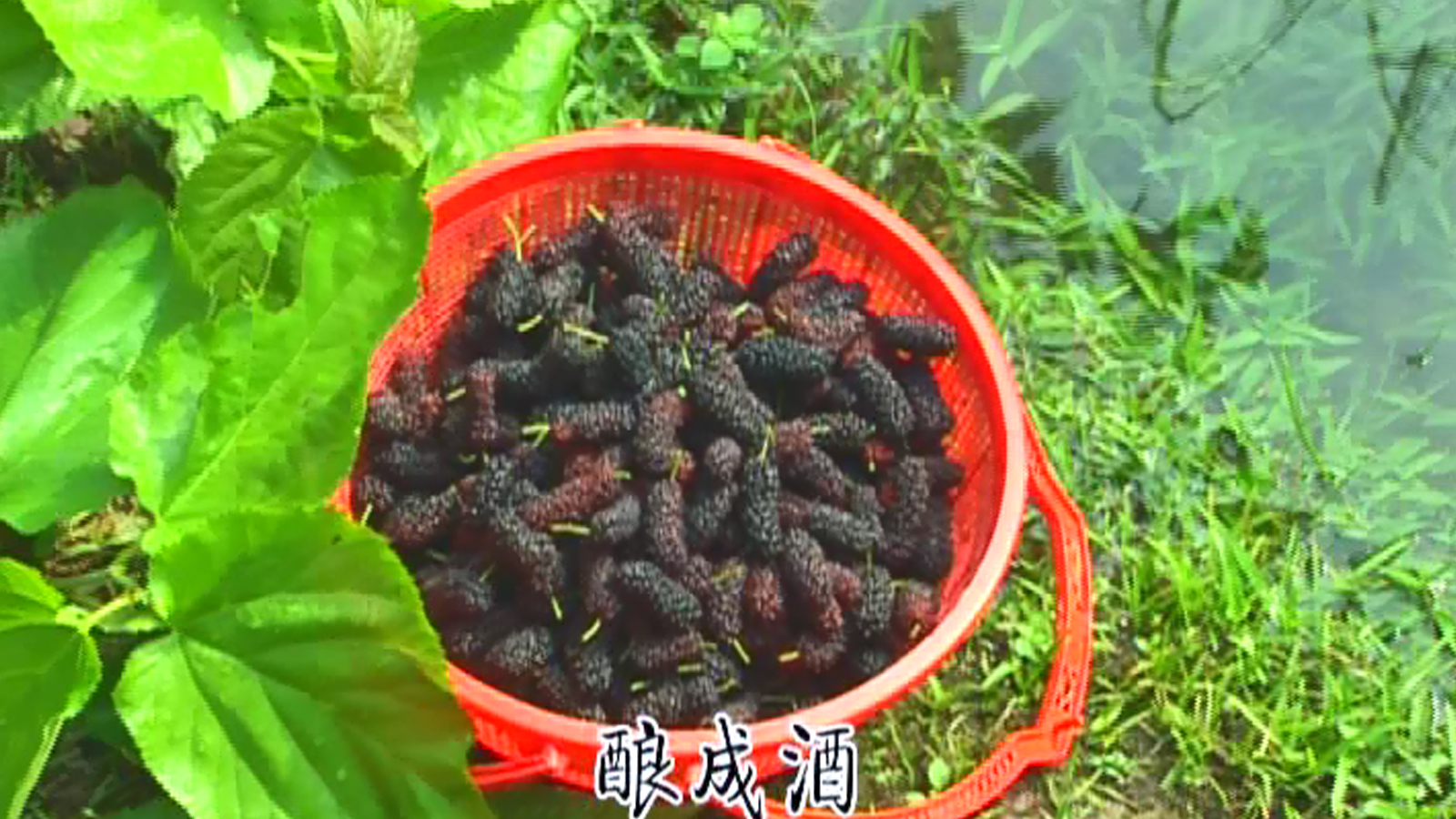 绍兴 桑葚铺成江南画.jpg