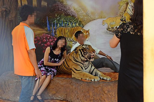 国际动物慈善机构揭露泰国与老虎合影旅游业真相