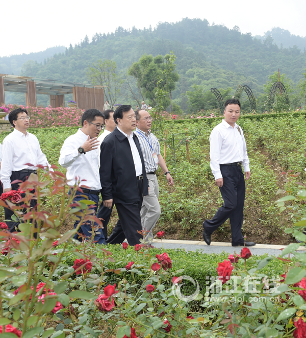 月20日，夏宝龙书记考察开化县乡村玫瑰园。浙江日报记者 黄曙林.jpg