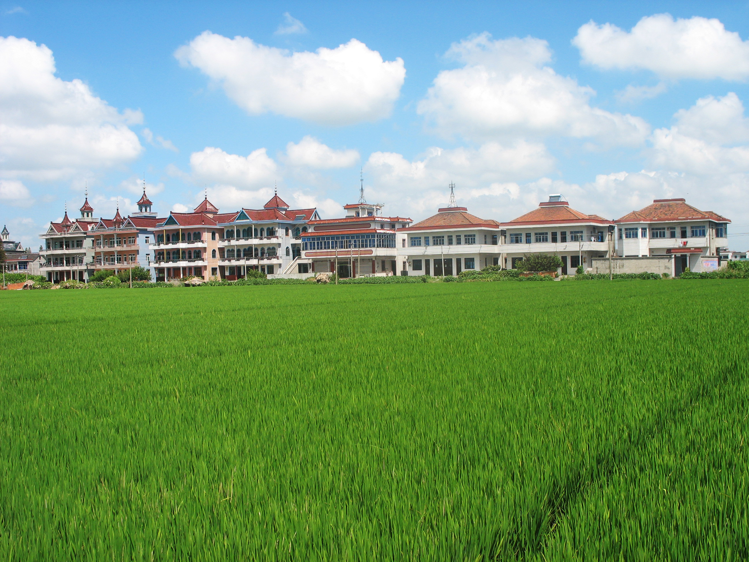 李建萍》希望的田野《.JPG