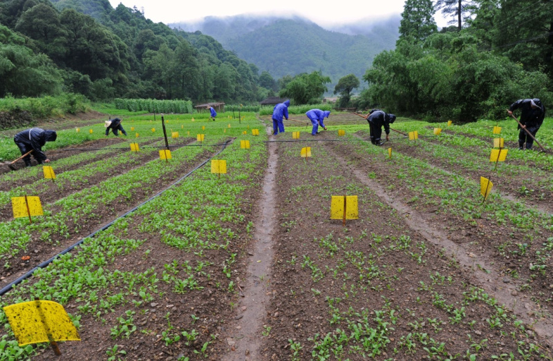 浙江省安吉县一家生态农业企业的员工在装有黄色诱虫板的有机蔬菜田间劳作（2016年6月3日摄）。