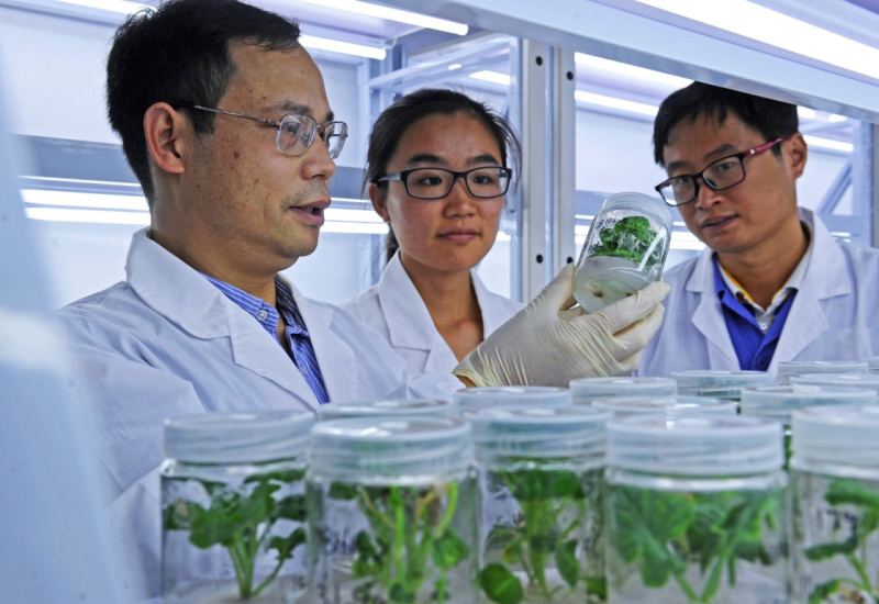 浙江美之奥种业有限公司生物育种专家巫水钦（左）和工作人员在选育拟向农户推广的蔬菜新种苗（2016年10月23日摄）。
