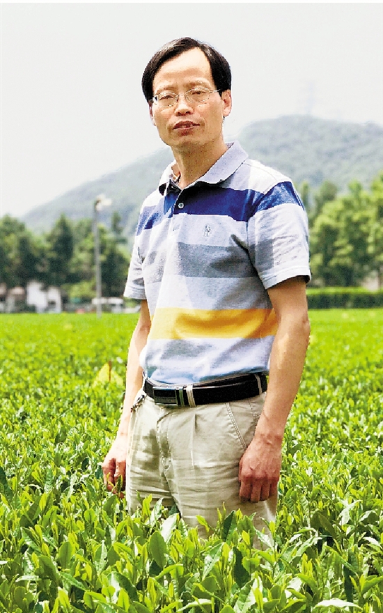 尹军峰在中国农科院茶叶研究所茶叶试验基地的茶园里。.jpg